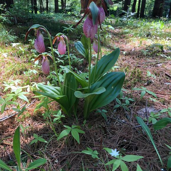 Meet your Posher, Natalie - Picture 1 of 1